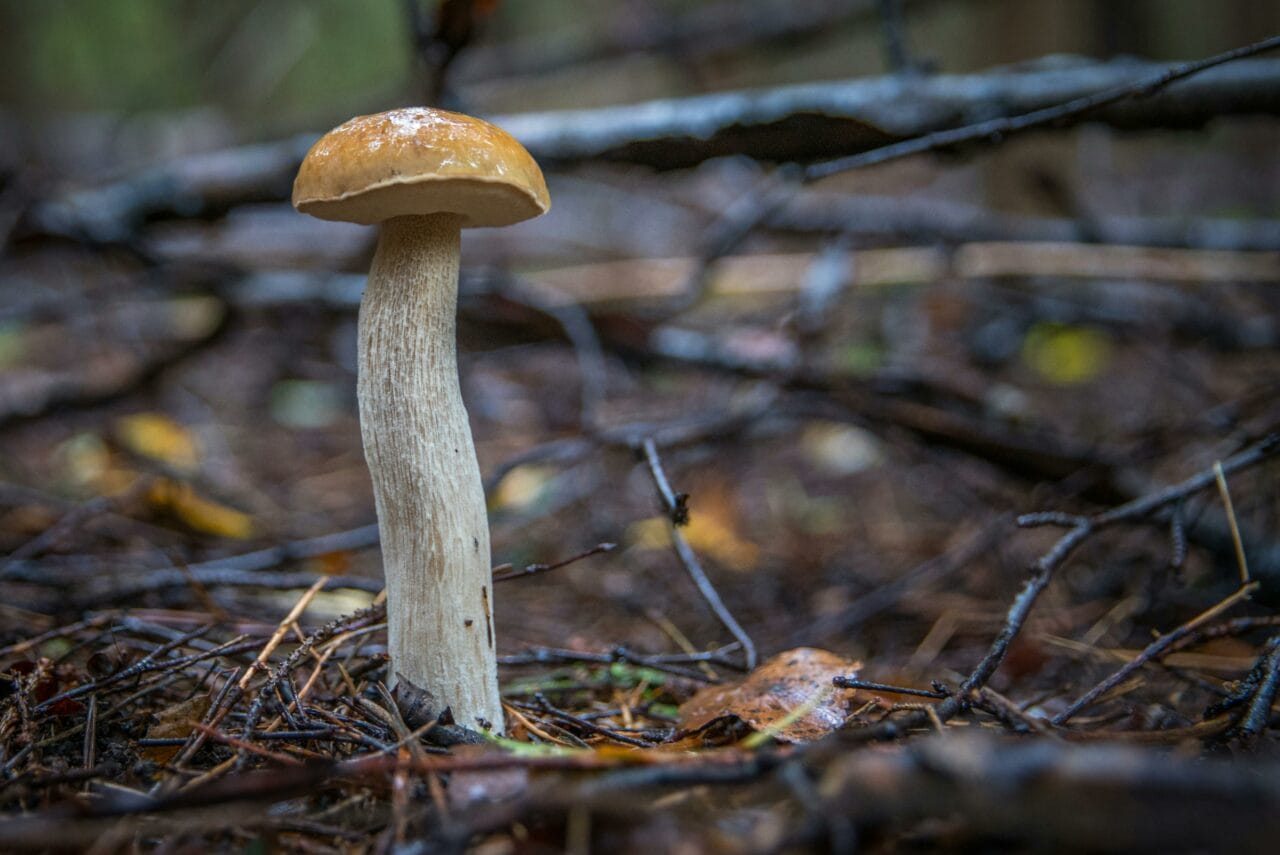 Latest Research on Psychedelic Mushrooms Indicates Potential Mental Health Benefits from Extended Brain Disruption