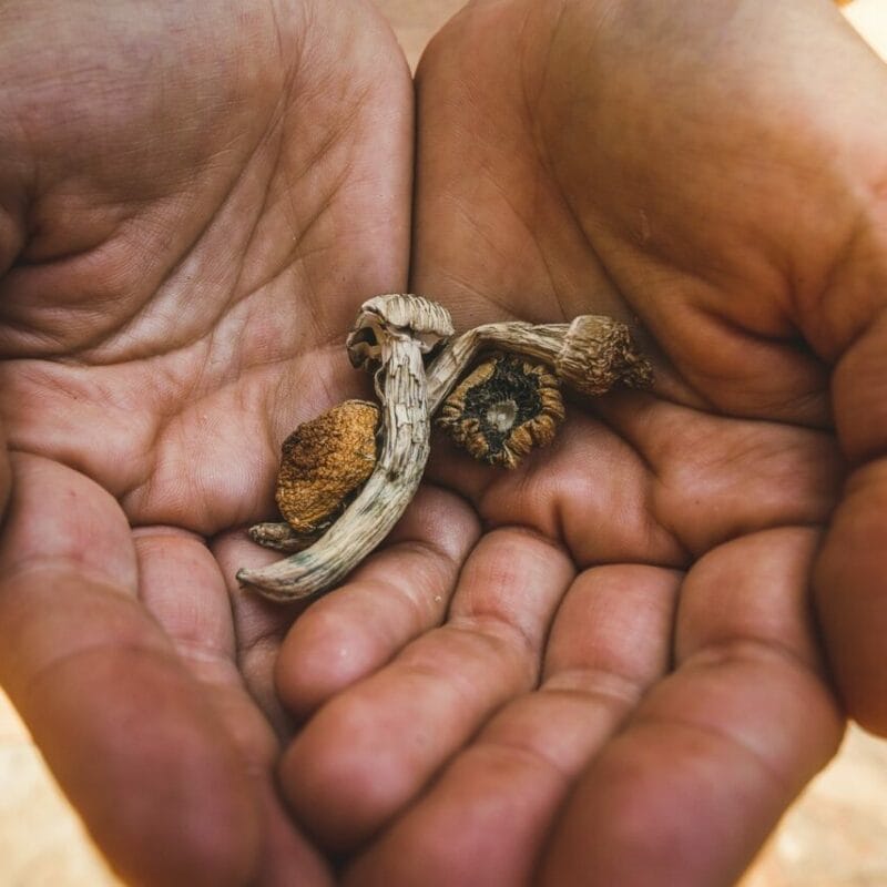 dried shrooms | Magic Mushroom Dispensary Canada