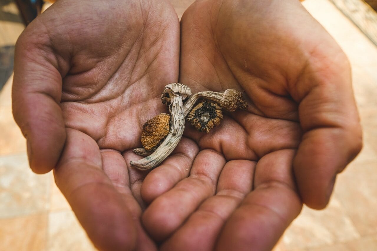 How do Dehydrated Mushrooms Measure up Against Other Psychedelic Substances?