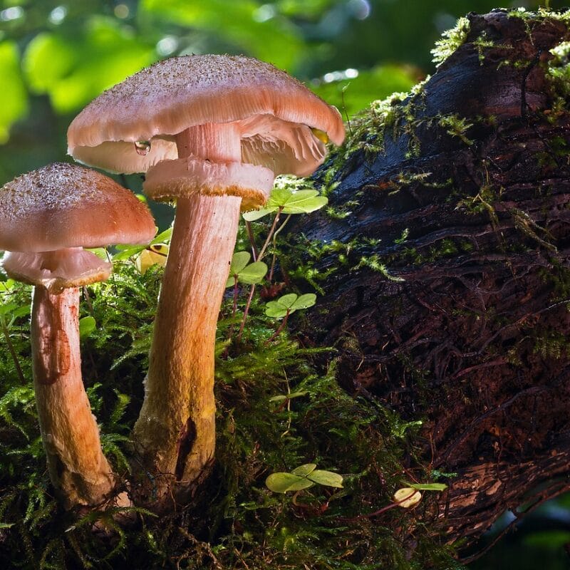 magic mushroom delivery | Magic Mushroom Dispensary Canada