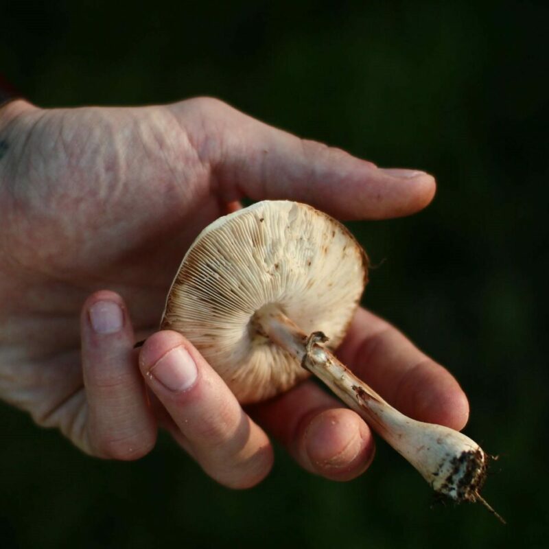 Shrooms | Magic Mushroom Dispensary Canada