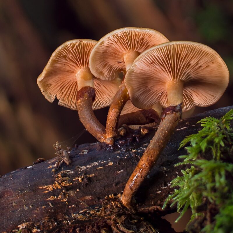 alacabenzi strain | Magic Mushroom Dispensary Canada