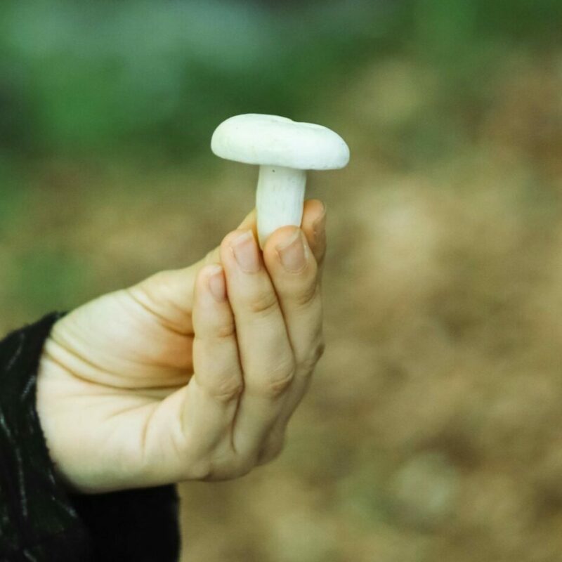 shrooms online in Canada | Magic Mushroom Dispensary Canada