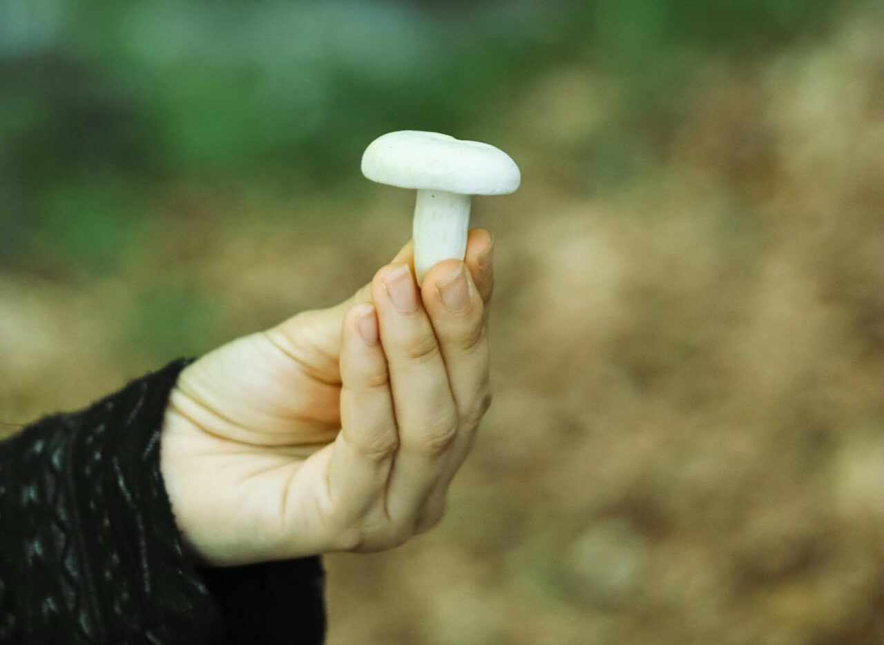 Dive into Five Mushroom Categories: A Guide for Every Psychedelic Enthusiast