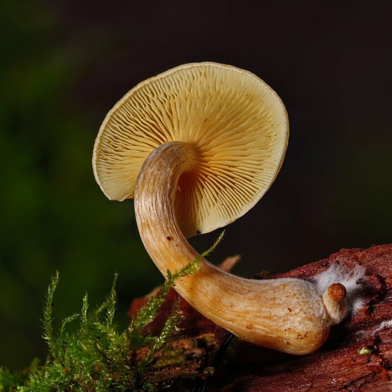 Alacabenzi Strain | Magic Mushroom Dispensary Canada