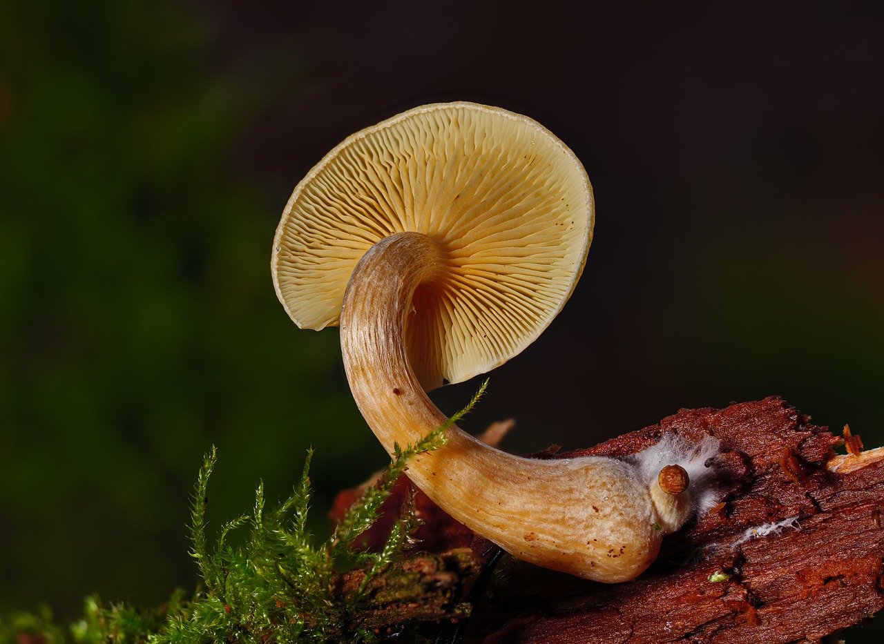Summary of the Alacabenzi Strain – Essential Knowledge for Users Before Their Initial Intake
