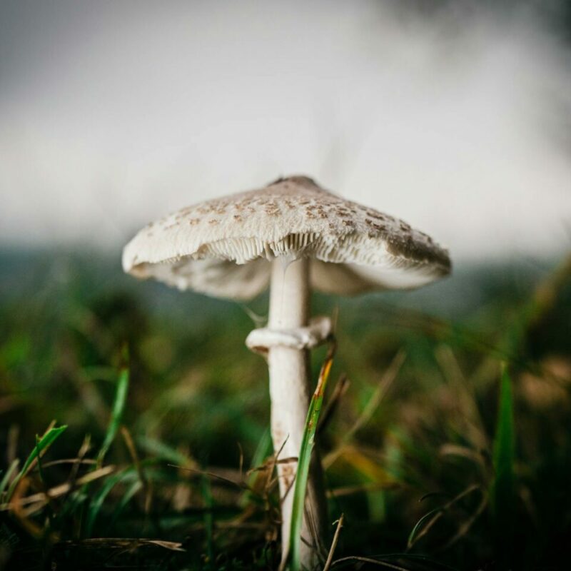 White Monster | Magic Mushroom Dispensary Canada
