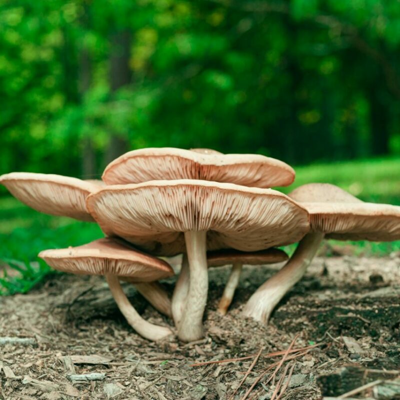 Big Daddy Mushroom | Magic Mushroom Dispensary Canada