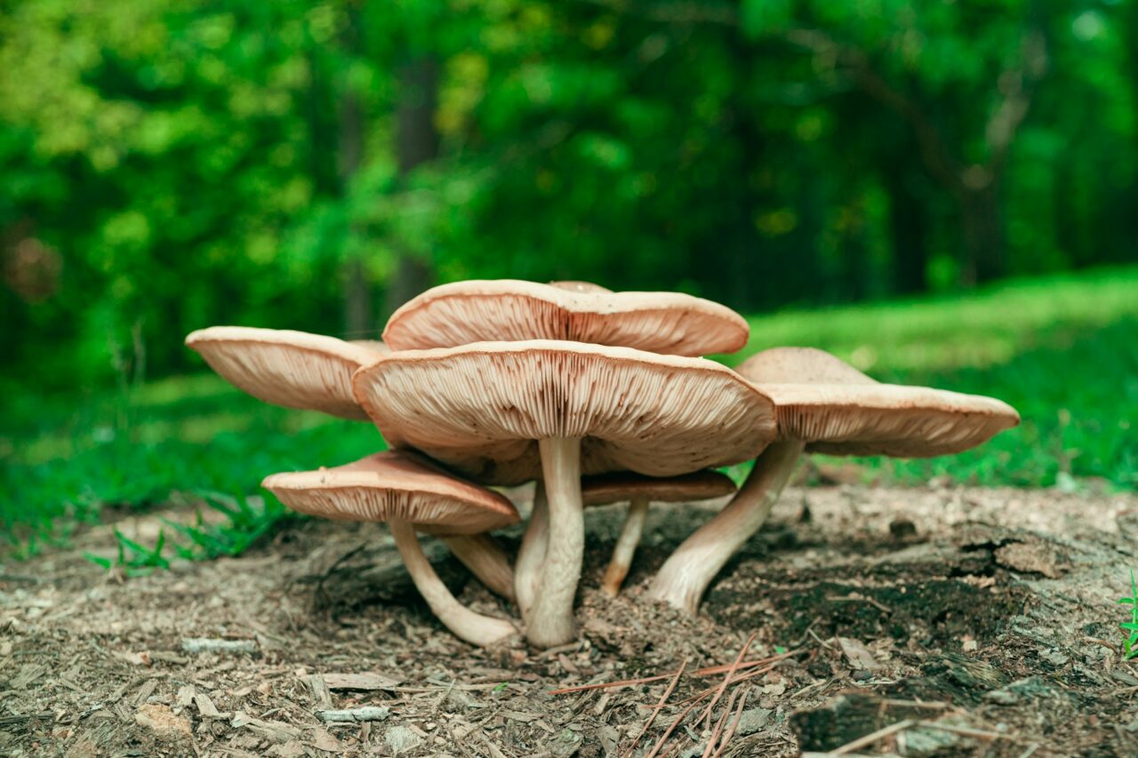 Experienced the Big Daddy Mushroom during a Hike—Highly Recommend, 10/10 Experience