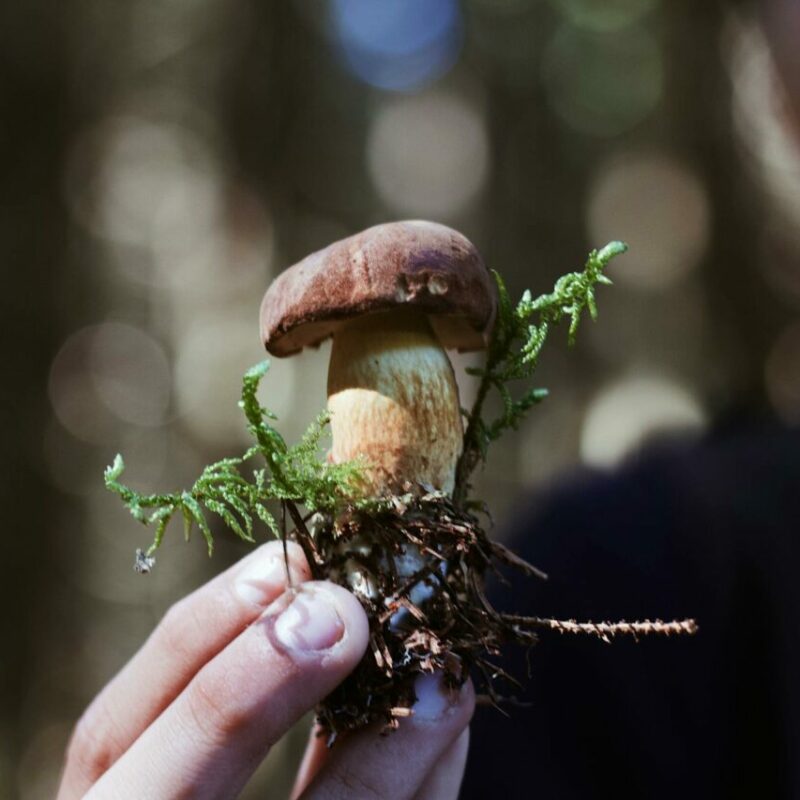 Buy Shrooms | Magic Mushroom Dispensary Canada