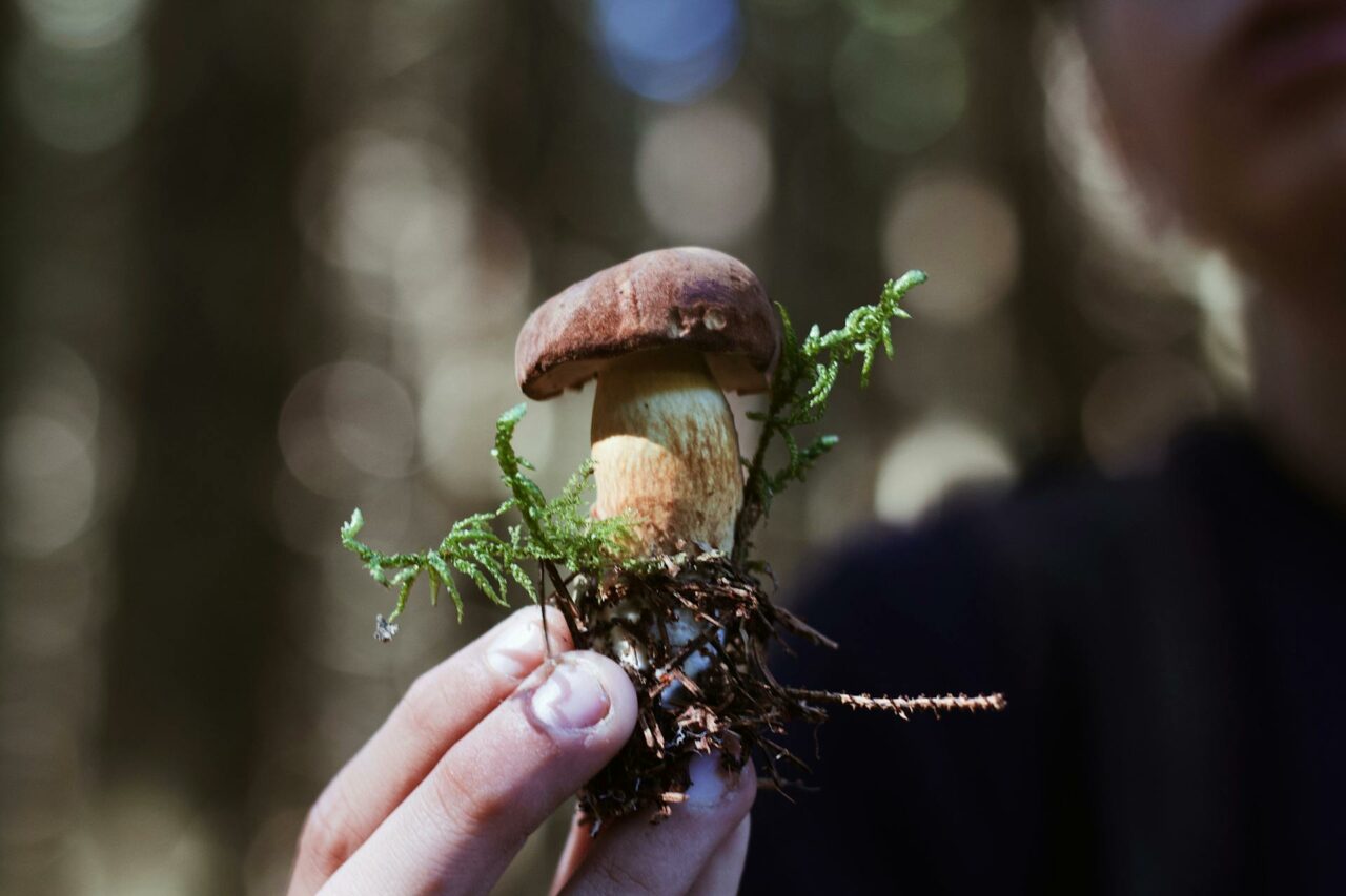 Purchasing Psychedelic Mushrooms Online? A Retired Individual Wishes He Had Started Using Psilocybin 45 Years Earlier