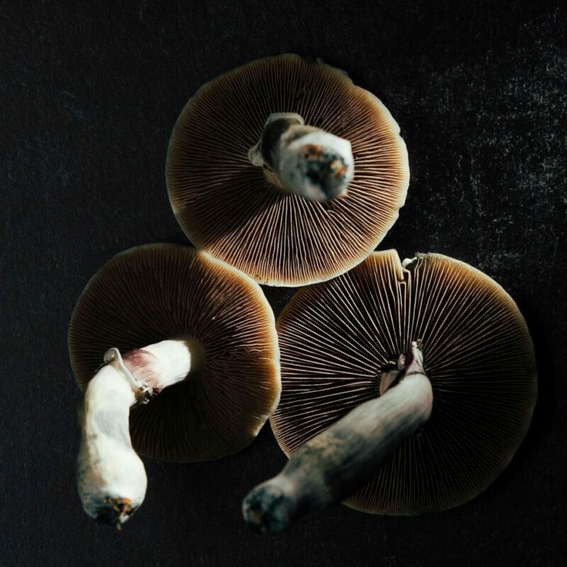 Magic Mushroom Canada | Magic Mushroom Dispensary Canada