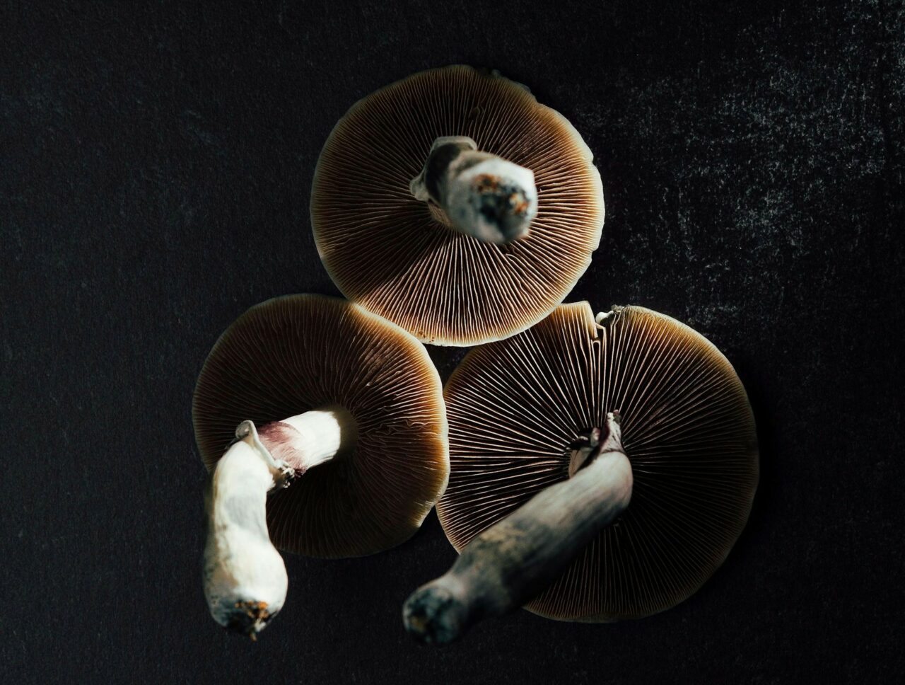 Canada’s Magic Mushroom – Experts Discuss Why Natural Psilocybin Has a Stronger Impact Than Its Lab-Made Counterpart