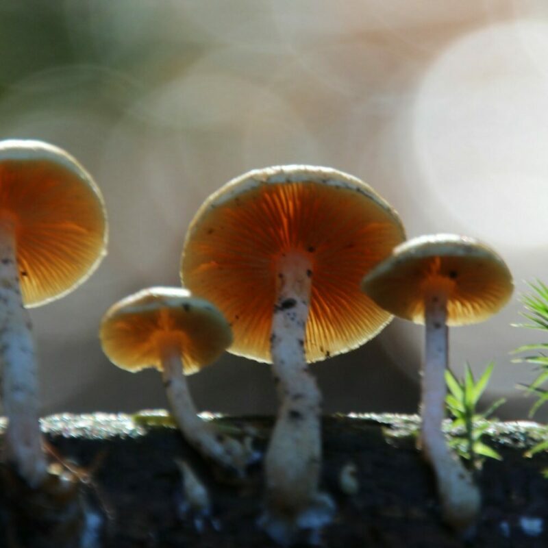 Magic Mushroom Delivery | Magic Mushroom Dispensary Canada