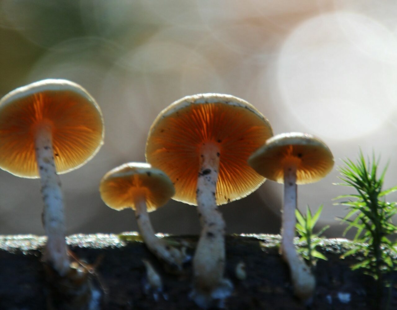 The Transformation of My Psychedelic Experiences: The Impact of Magic Mushroom Delivery