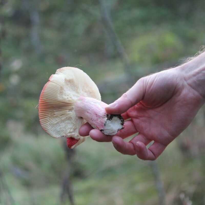 Magic Mushroom Delivery | Magic Mushroom Dispensary Canada