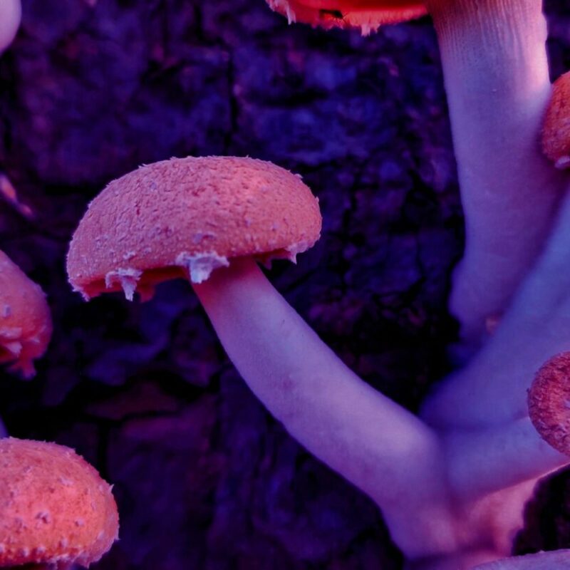 Mushroom Dispensary | Magic Mushroom Dispensary Canada