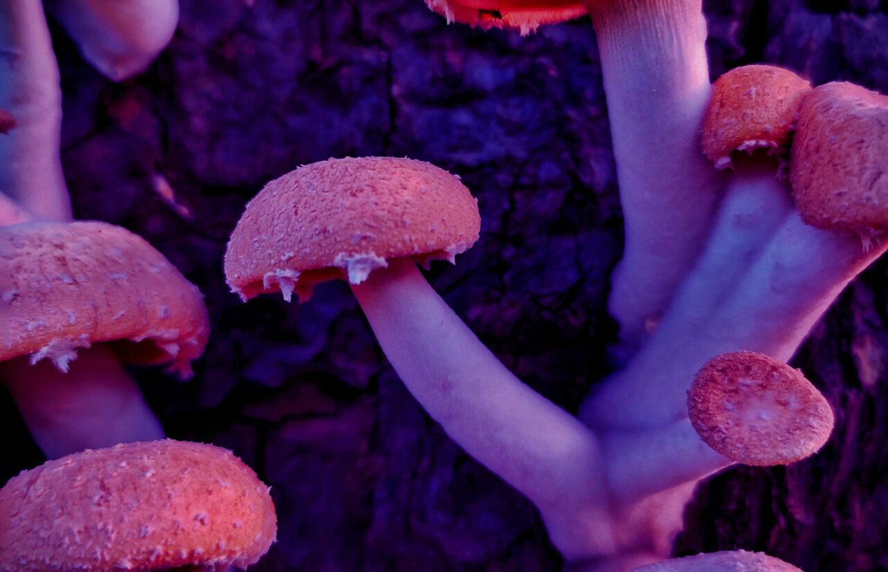 How a Mushroom Dispensary’s Psilocybin Could Recalibrate Minds Stuck in the Stigma Related to HIV