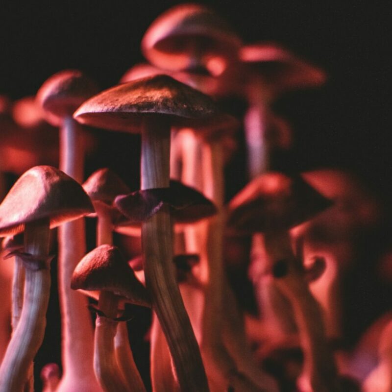 Shrooms Canada | Magic Mushroom Dispensary Canada
