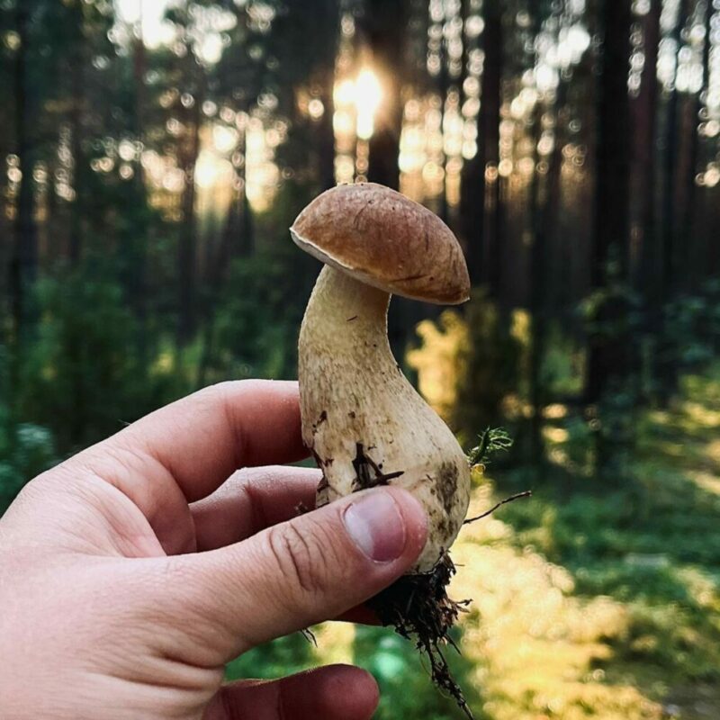 Shrooms Delivery Canada | Magic Mushroom Dispensary Canada