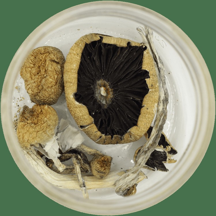  | Magic Mushroom Dispensary Canada