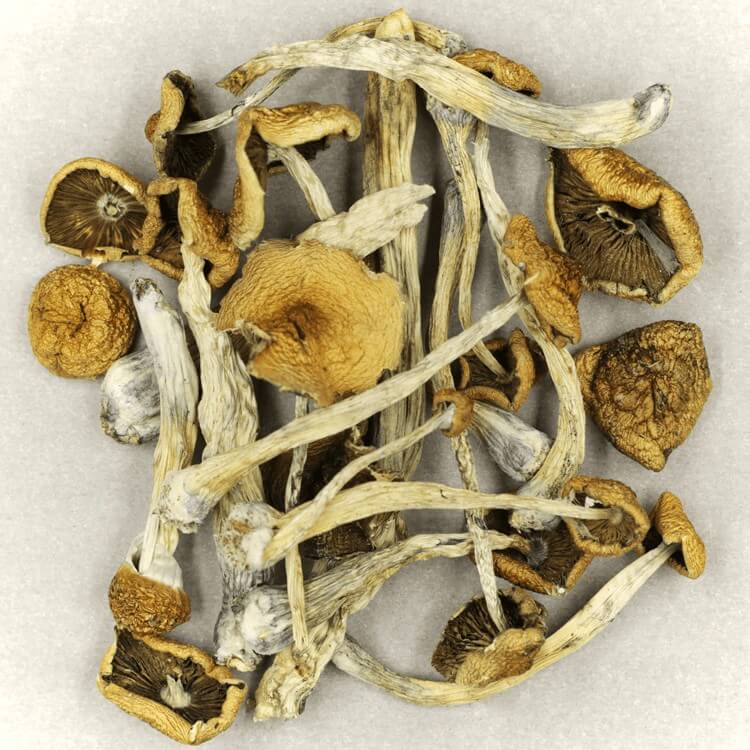  | Magic Mushroom Dispensary Canada